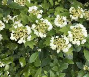 Роняя на воду цвет