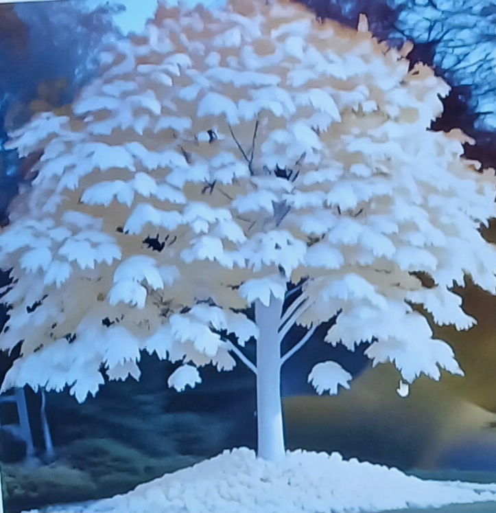 Я другое дерево