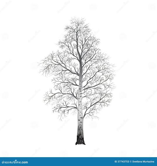 Березка обнаженная стоит