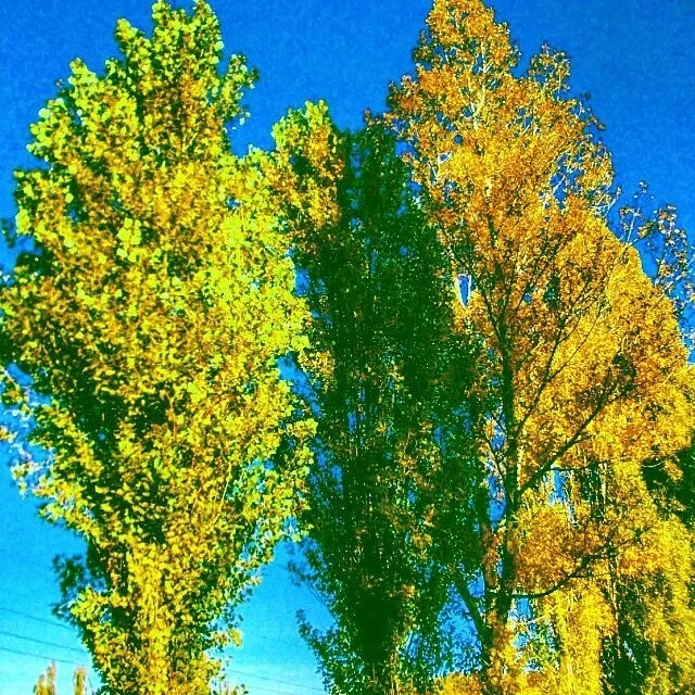 Влюблённый тополь