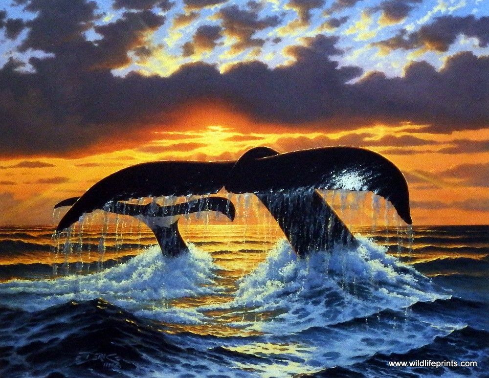 Киты уходят на закат