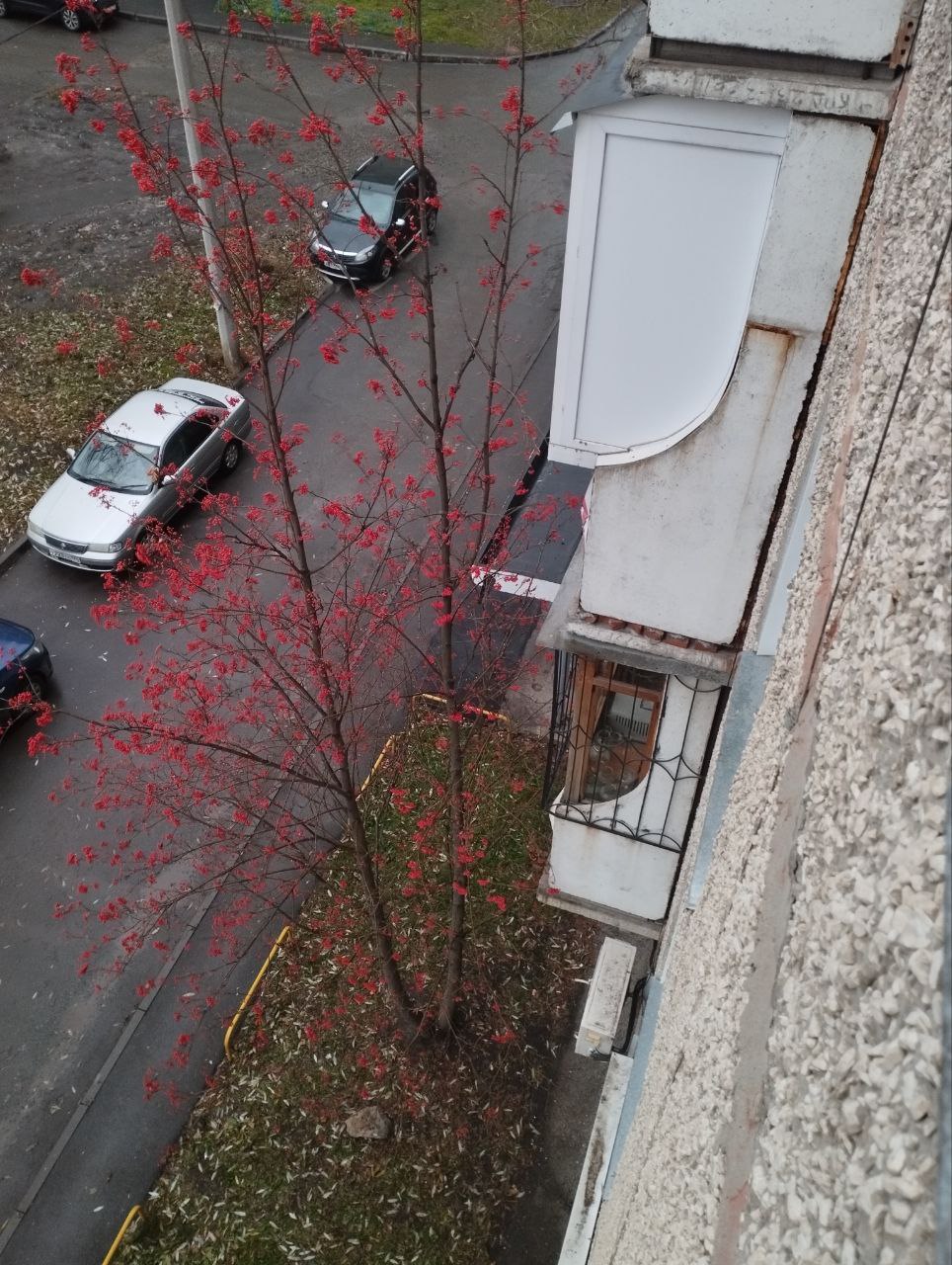 Рябина у окна