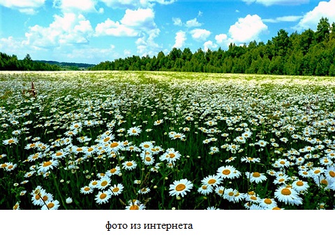 Цветы любви