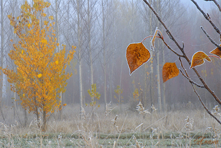 Пройти сквозь Осень...