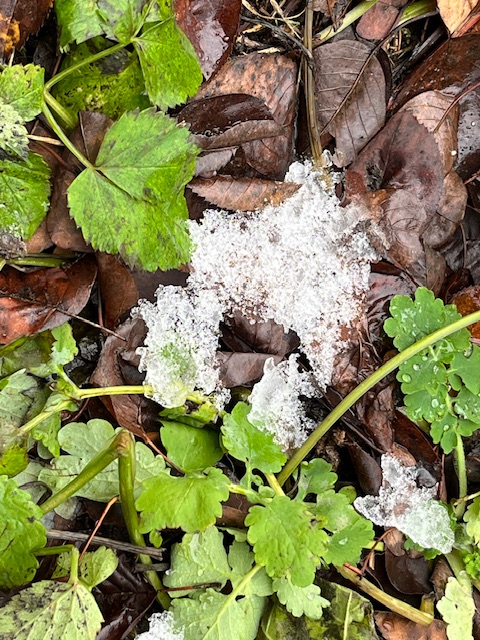 Только пахнет весной настоящее
