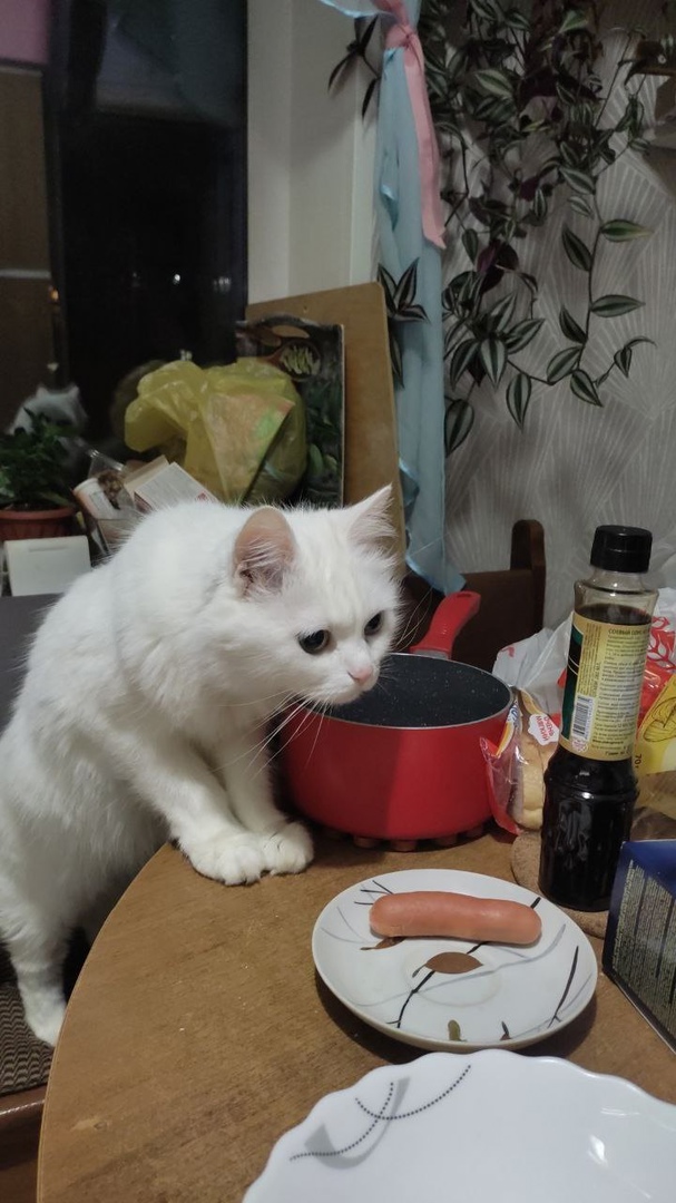 Киска и сосиска