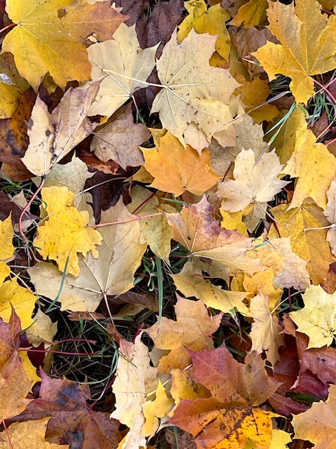 Ветер сбросил листья с веток