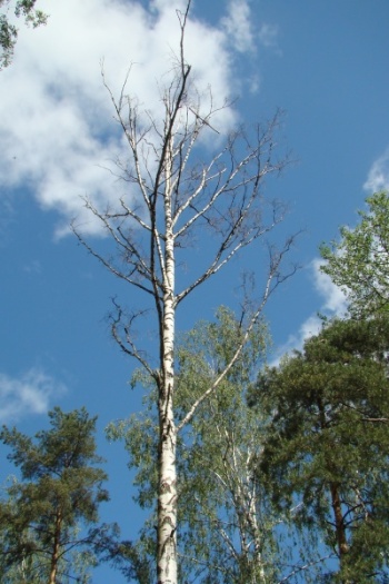 Боргил Храванон. Молнии земли