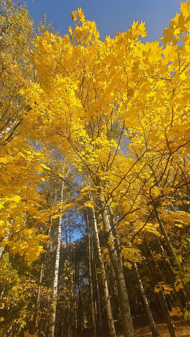 Стой, Осень, стой!