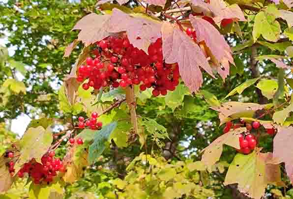 Калина от счастья краснела