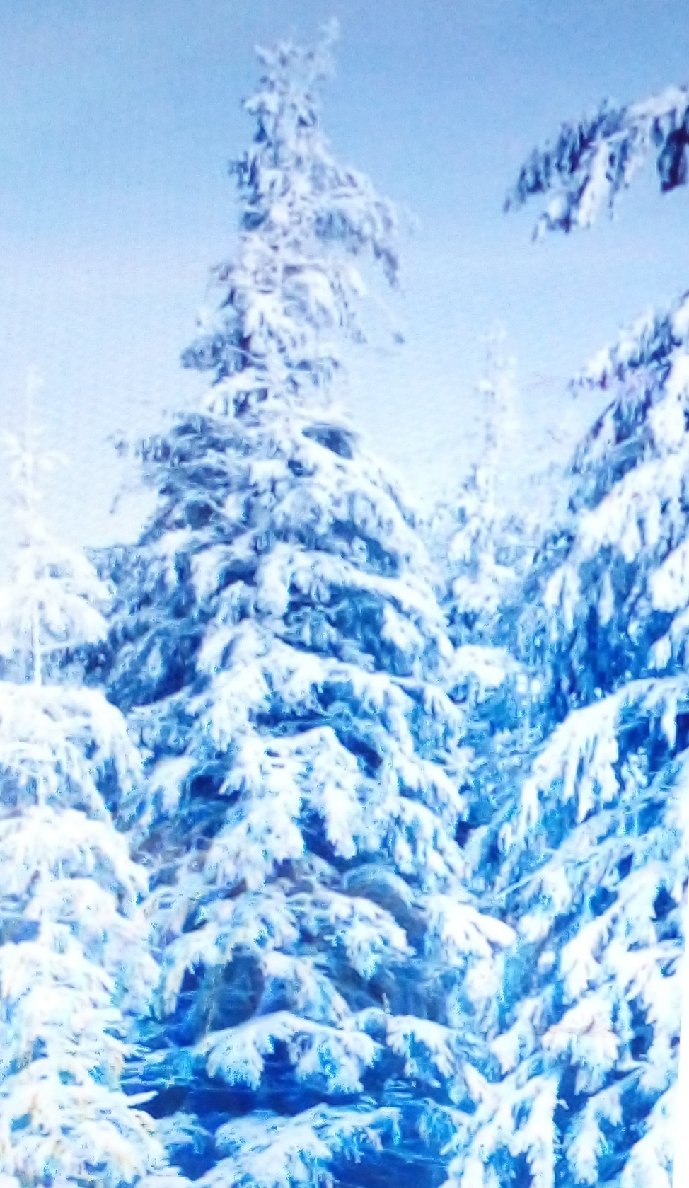 Белый стих белоснежной зиме