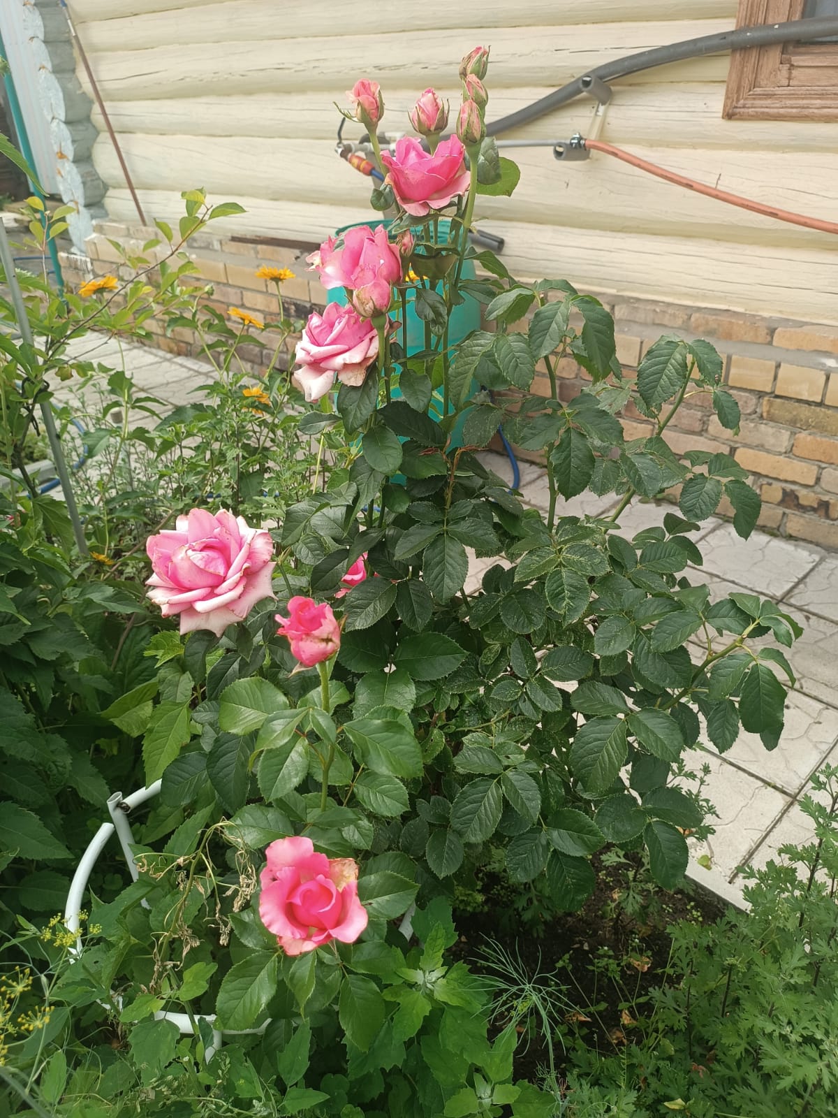 Ты, улыбку не гаси...