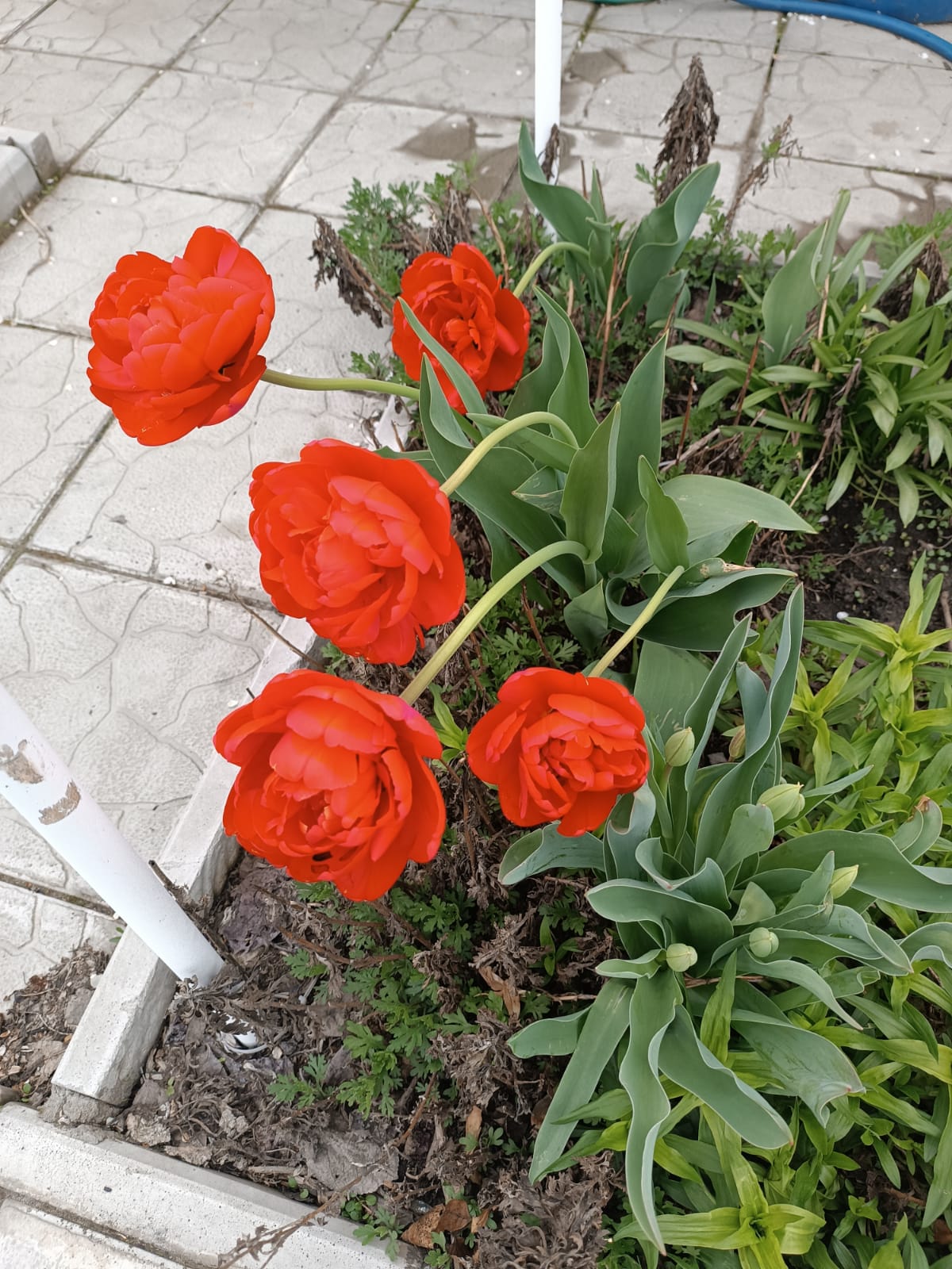 Ведь школьниками были...