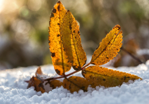 Покой что нам снился