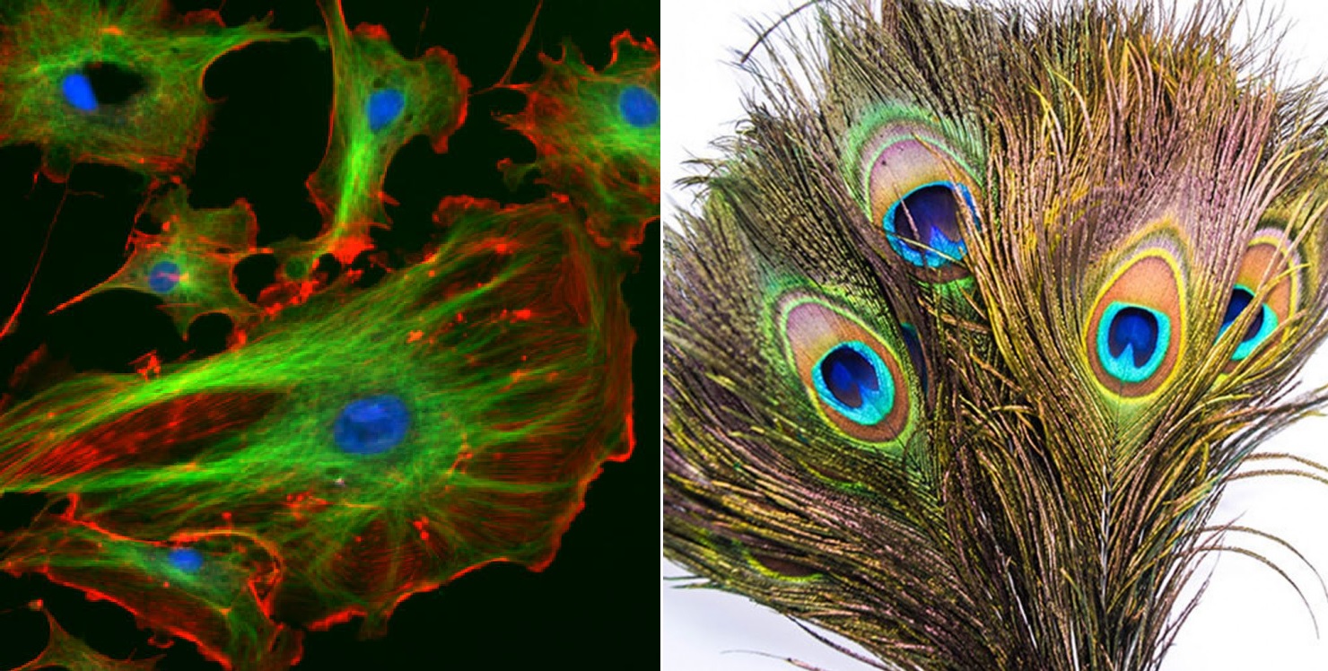 А дом Никиты охранял павлин!