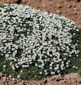 Рыбка песню не споёт
