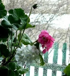 На окнах сохраним цветы