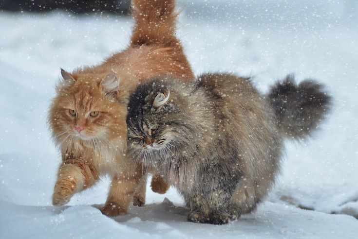 Charming Christmas Cat in 4K Ultra HD Wallpaper by robokoboto