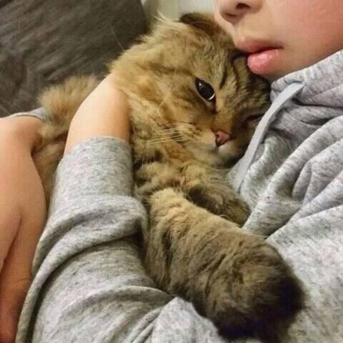 Проси прощения у кошки