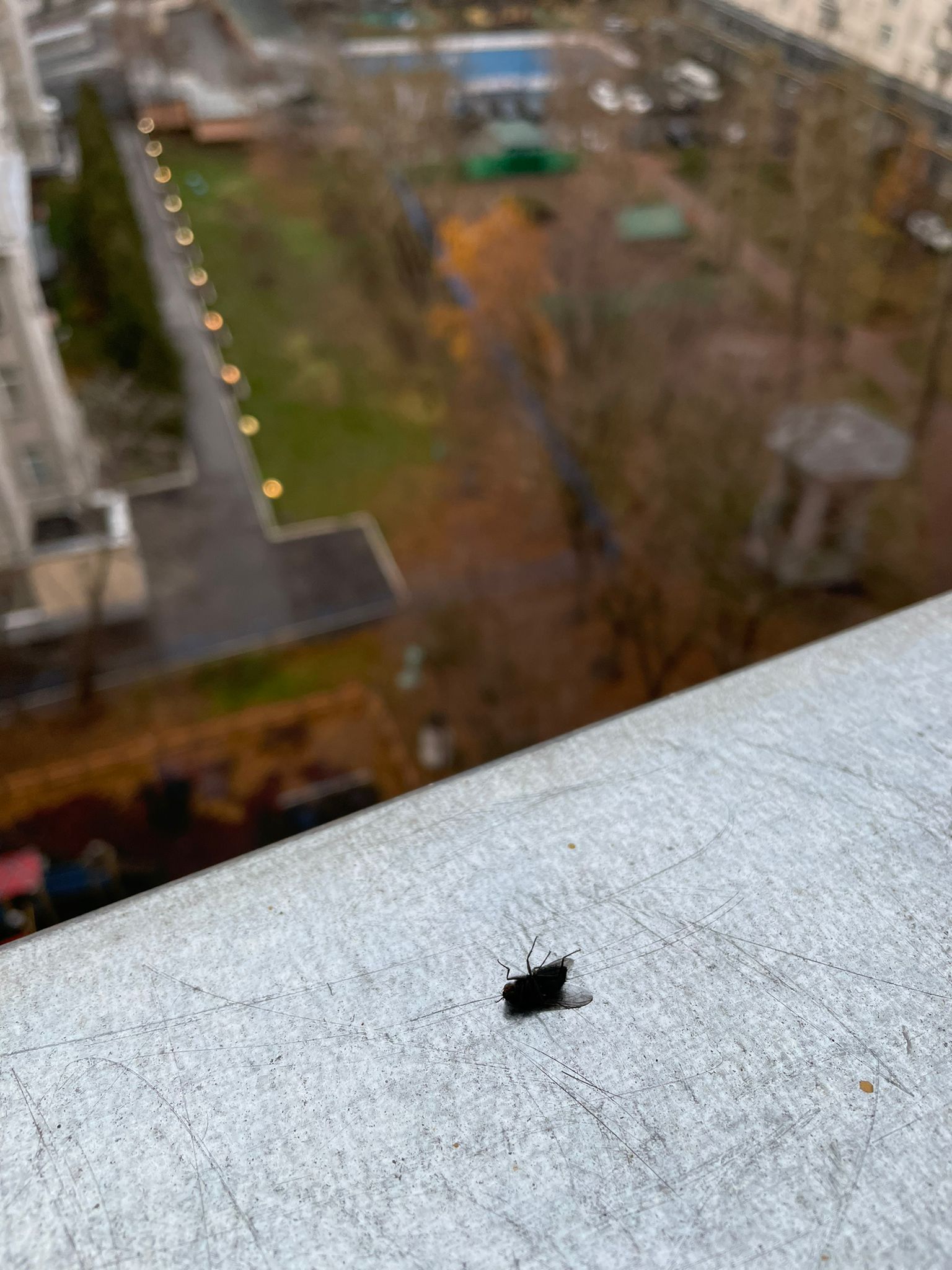 Муха в ноябре