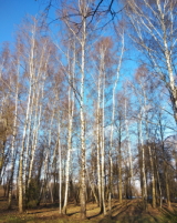 Белые берёзы...