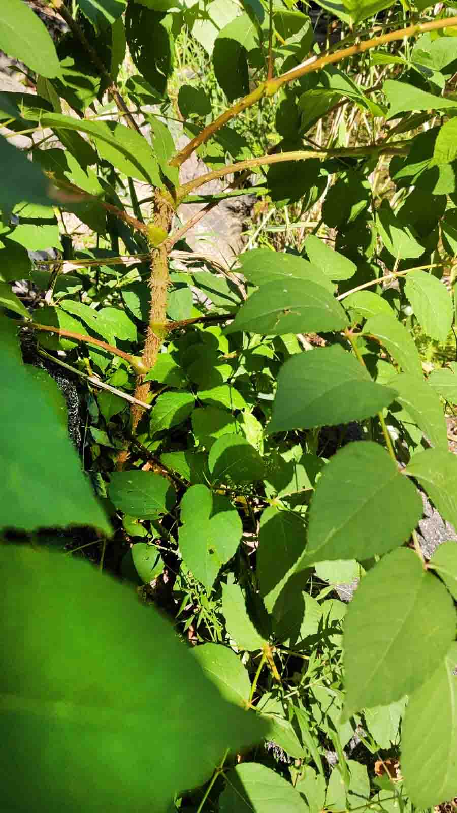 Маньчжурская аралия