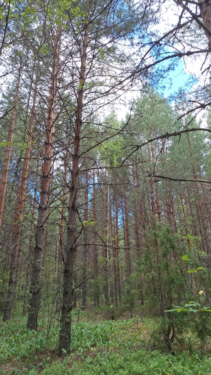 Лесное царство!