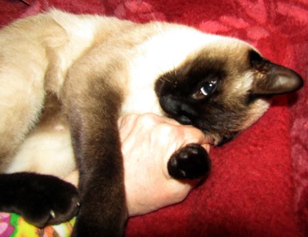 Моему котику