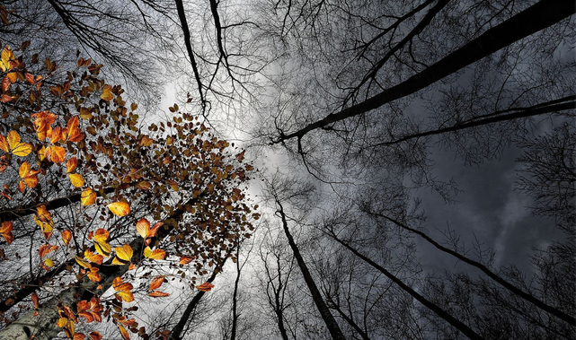 Ноябрьский сплин