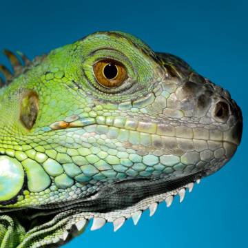 Игуана