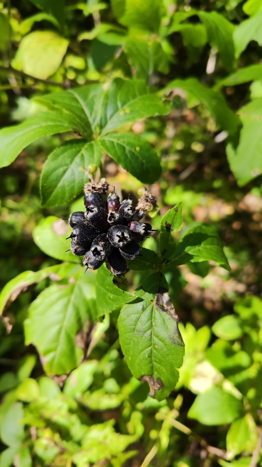 Элеутерококк