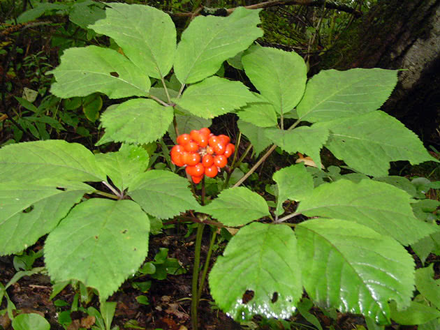 Женьшень корень жизни