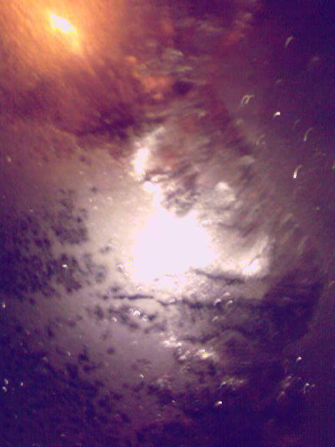 Заполошные осины