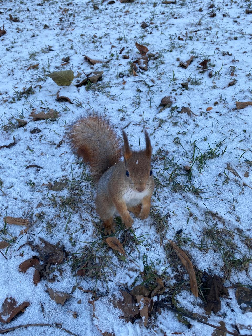 Нынче белочка спросила