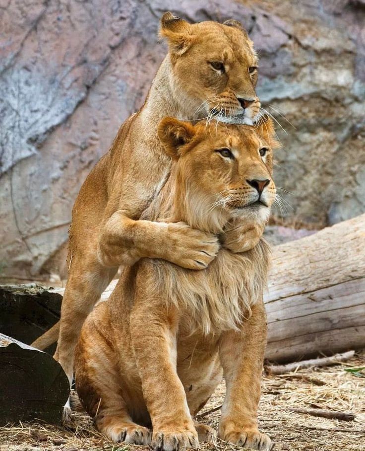 Из ребра твоего