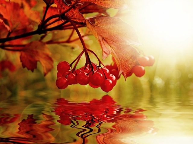 Рдеют ягоды рябины