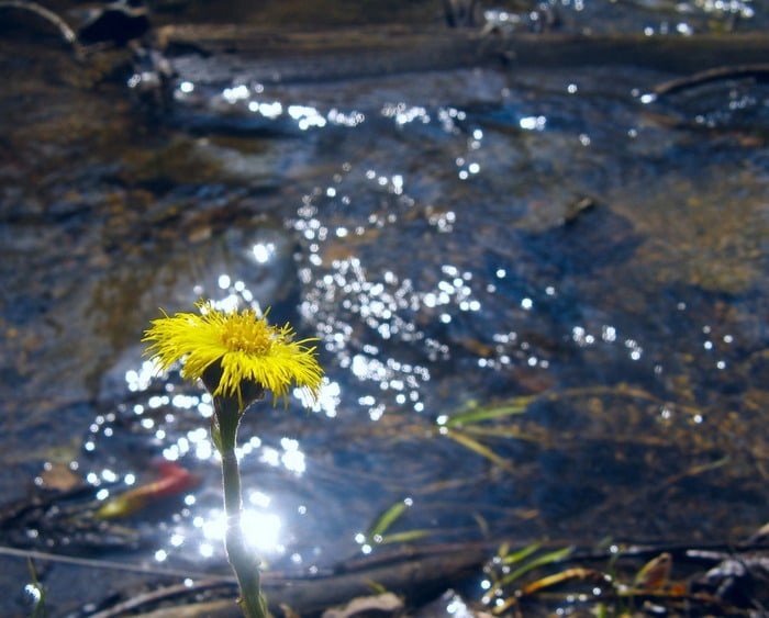 Ведет заветный ручеек...