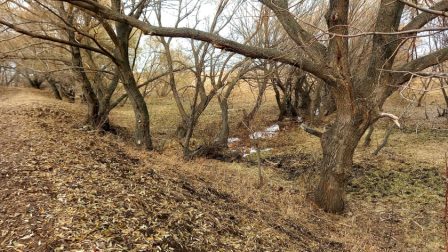 Осень сказала-нет