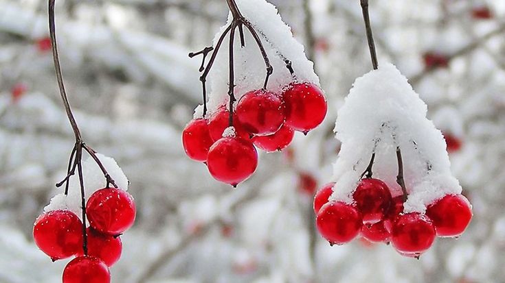 Распрощалась осень с нами