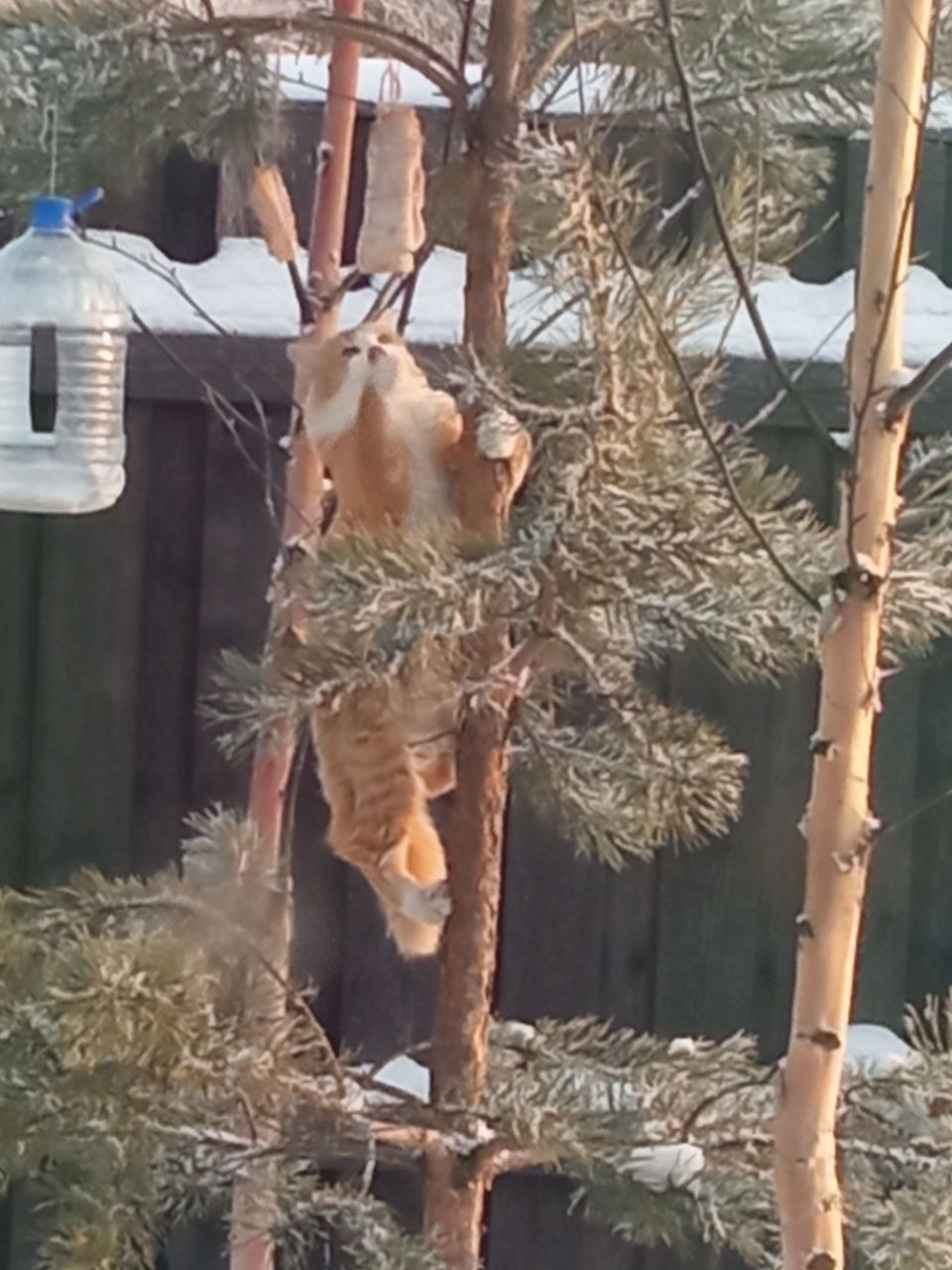 Солнышко, усатое!