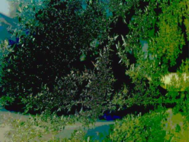 Осень зябнет в спелой стыни