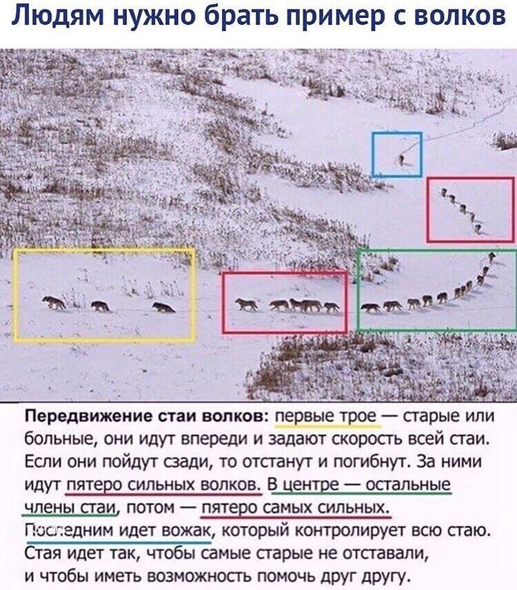 Человек человеку волк примеры Волки- хитрые, умные и очень опасные хищники. Удивительные факты о которых многи