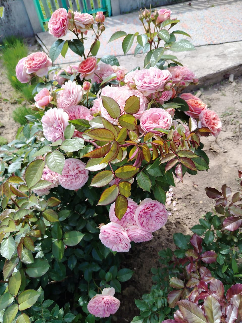 Я на маму похожа...