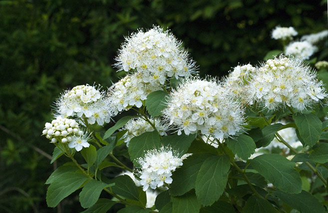 Чудная спирея