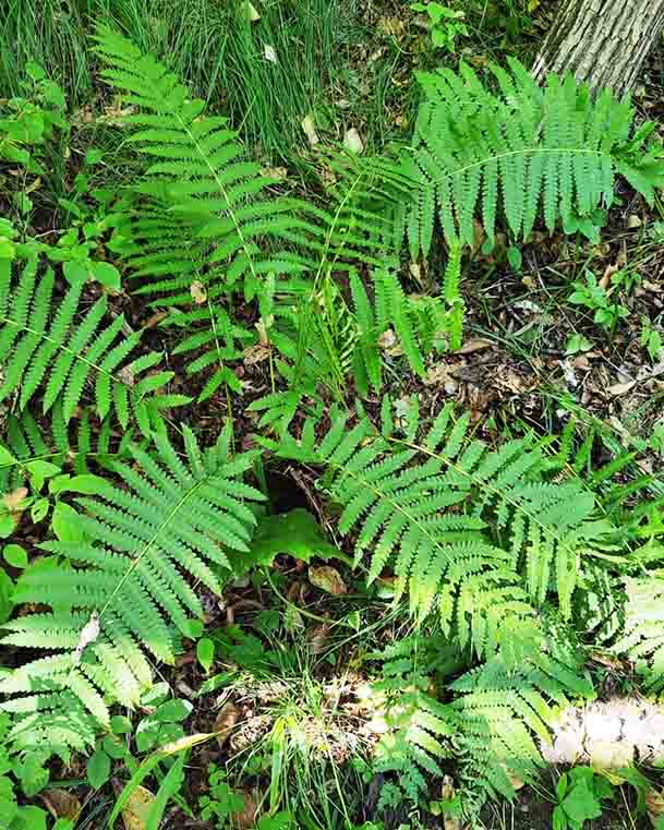 Папоротник