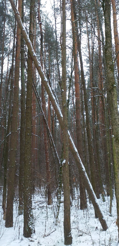 Зимний лес