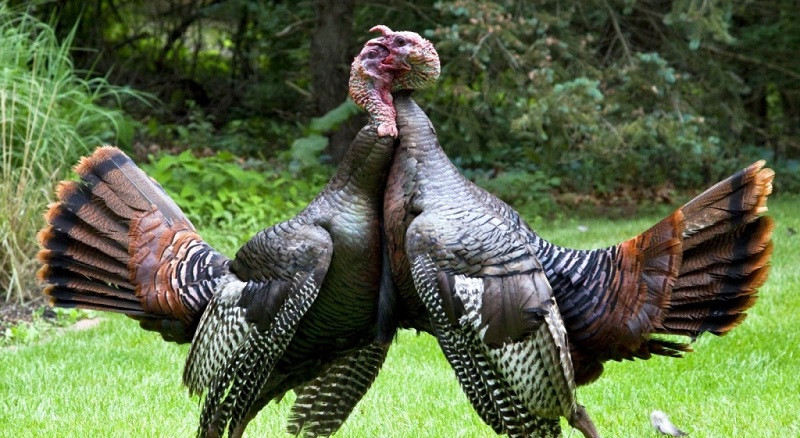 Анонс. Боевые Индюки. Новогодний переполох...