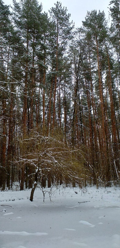 Занесло снежком