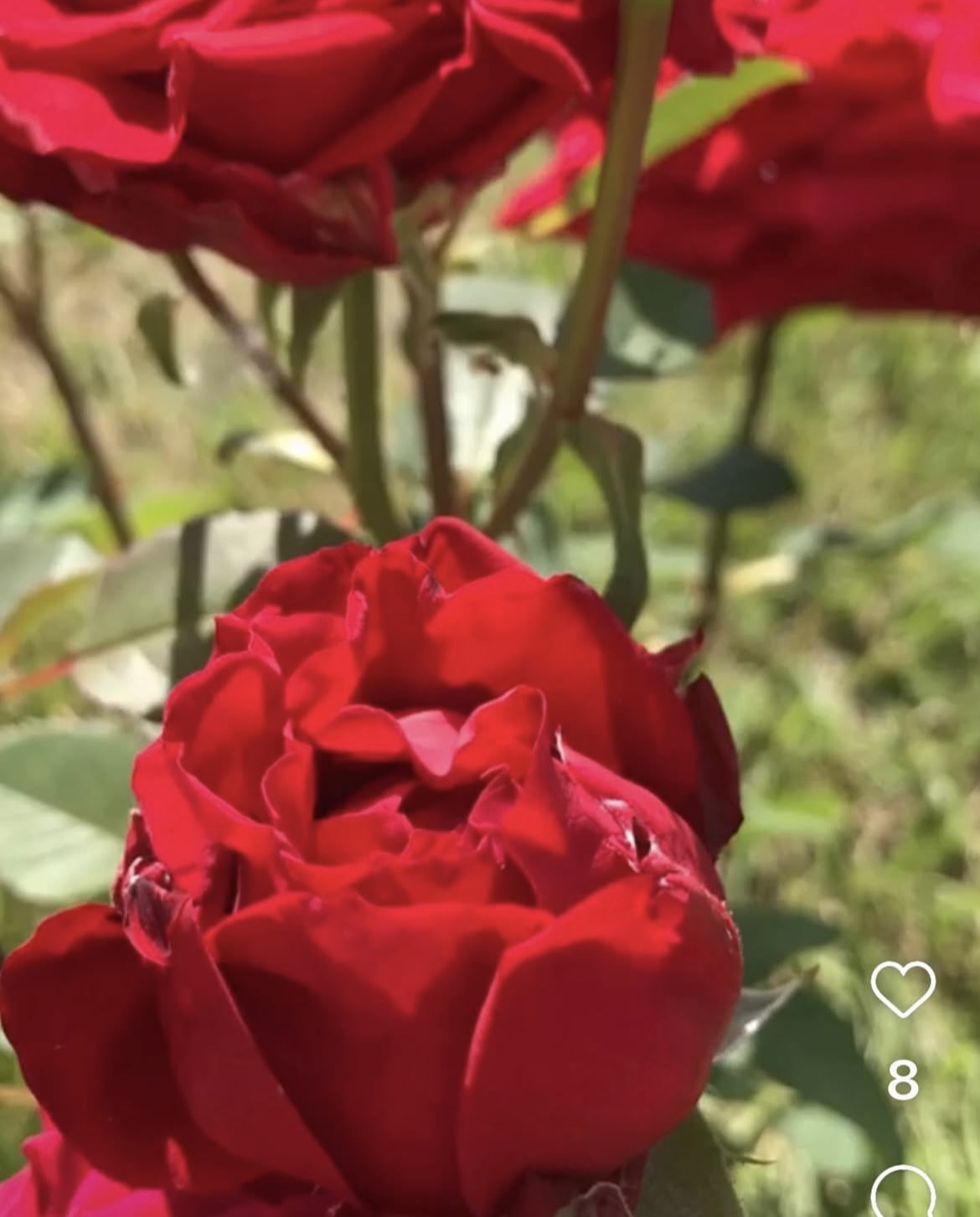 Ольге Михайловой