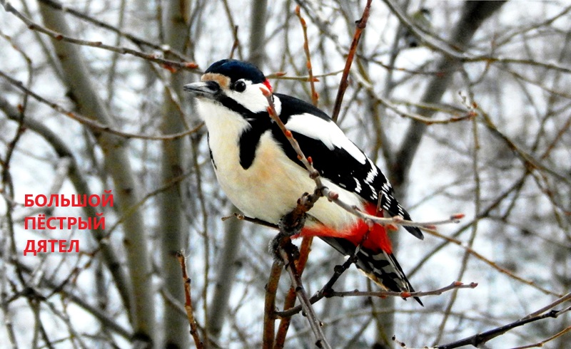 Дятел Пёстрый